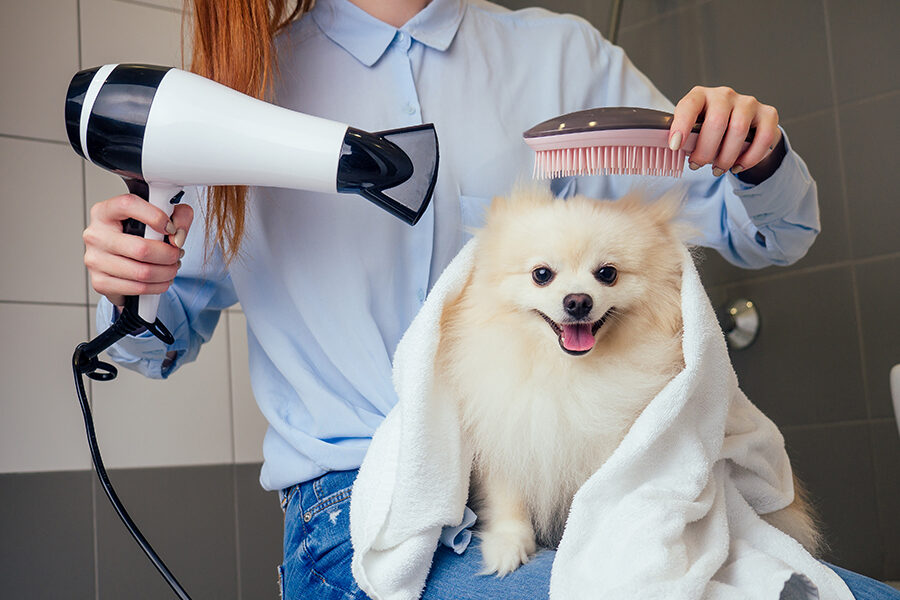 Puppy during a gentle introductory grooming session