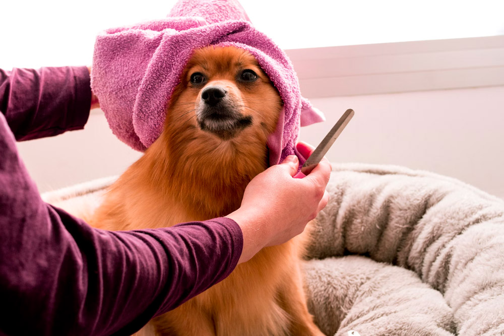 Dog waiting calmly for a grooming appointment