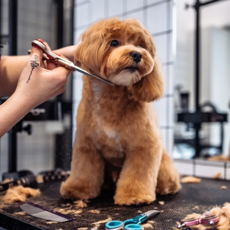 Professional dog groomer carefully brushing a golden retriever