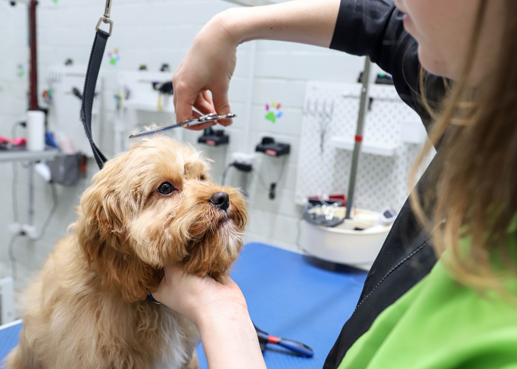 Groomer doing breed-specific styling on a poodle